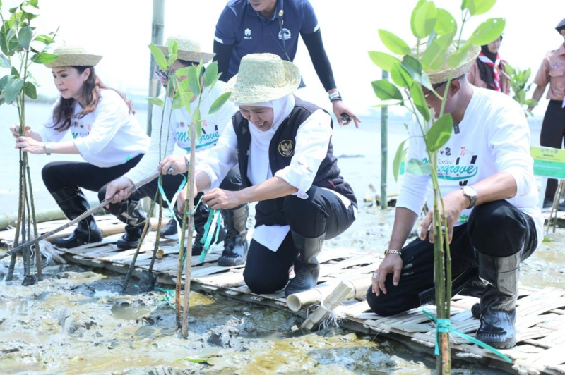 Gubernur Khofifah Gelar Festival Mangrove di Romokalisari Land